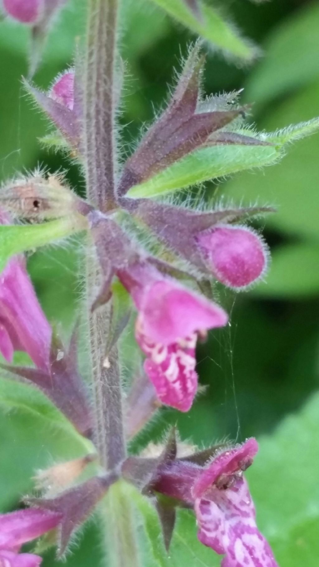 Stachys sylvatica (Lamiaceae)